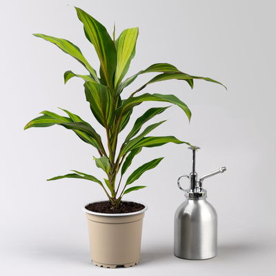 Grünpflanzenkreation Keulenlilien-Dreierlei, Topf-Ø 12 cm, 3 Pflanzen