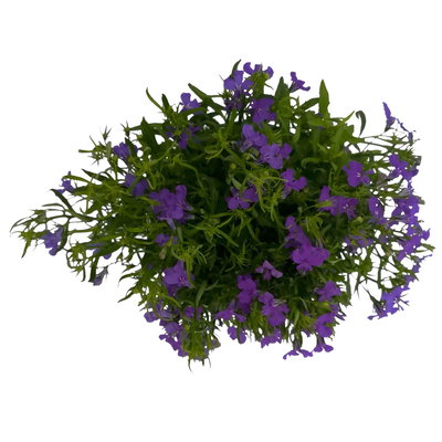 Männertreu blau, Topf-Ø 12 cm, 6er-Set