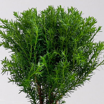 Kuschel-Lebensbaum 'Teddy', Topf-Ø 9 cm, 8 Pflanzen