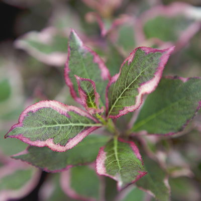 Frühlingsblüher Zwergweigelien-Kollektion, 3er-Set, Topf je 3 Liter Frühlingsblüher Zwergweigelien-Kollektion, 3er-Set, Topf je 3 Liter