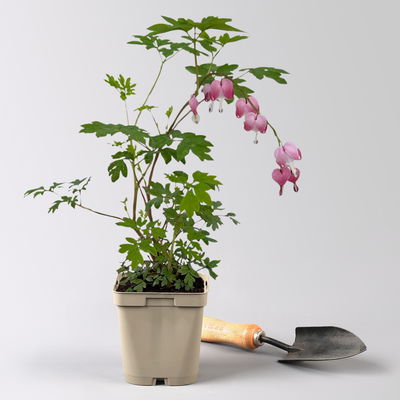 Bio Tränendes Herz rosa, Topf 11x11 cm, 3 Pflanzen