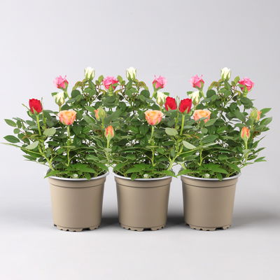 Rose 'Quadro'-,rosa, rot, weiß, orange, Topf-Ø 10,5 cm, 3 Pflanzen