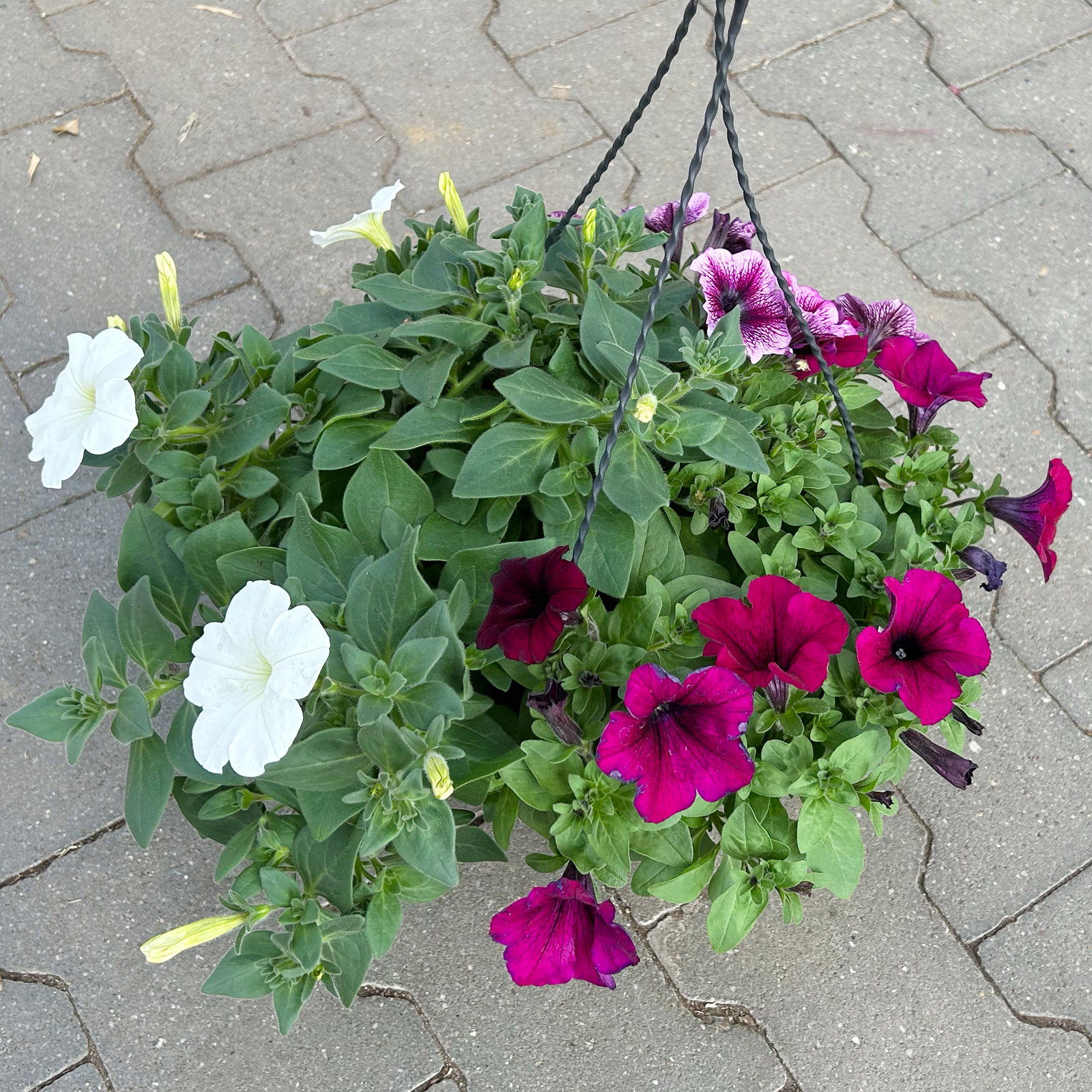 Hänge-Petunien 'Trio', weiß-bordeaux, Ampeltopf-Ø 27 cm Hänge-Petunien 'Trio', weiß-bordeaux, Ampeltopf-Ø 27 cm