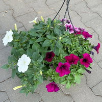 Hänge-Petunien 'Trio', weiß-bordeaux, Ampeltopf-Ø 27 cm Hänge-Petunien 'Trio', weiß-bordeaux, Ampeltopf-Ø 27 cm
