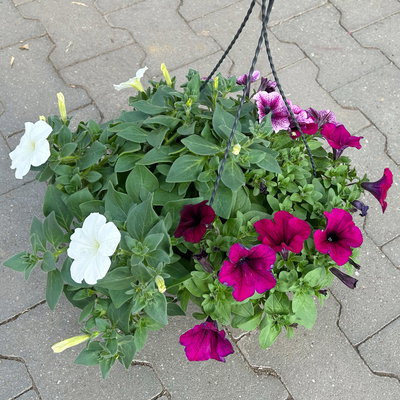 Hänge-Petunien 'Trio', weiß-bordeaux, Ampeltopf-Ø 27 cm Hänge-Petunien 'Trio', weiß-bordeaux, Ampeltopf-Ø 27 cm
