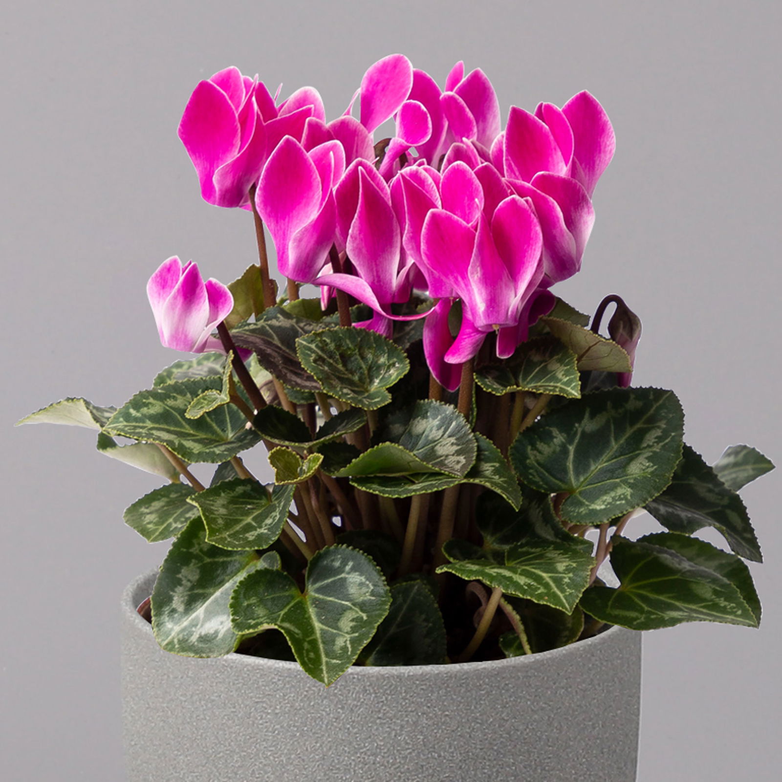 Alpenveilchen, Farbe zufällig, Topf-Ø 10,5 cm, Höhe ca. 23 cm, 6er-Set