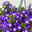 Hängepolster-Glockenblume 'Adansa® Purple' blau-weiß, Ampeltopf-Ø 19 cm