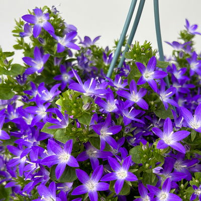 Polster-Glockenblume 'Adansa® Purple', blau-weiß, Ampeltopf-Ø 19 cm, 2 Pflanzen