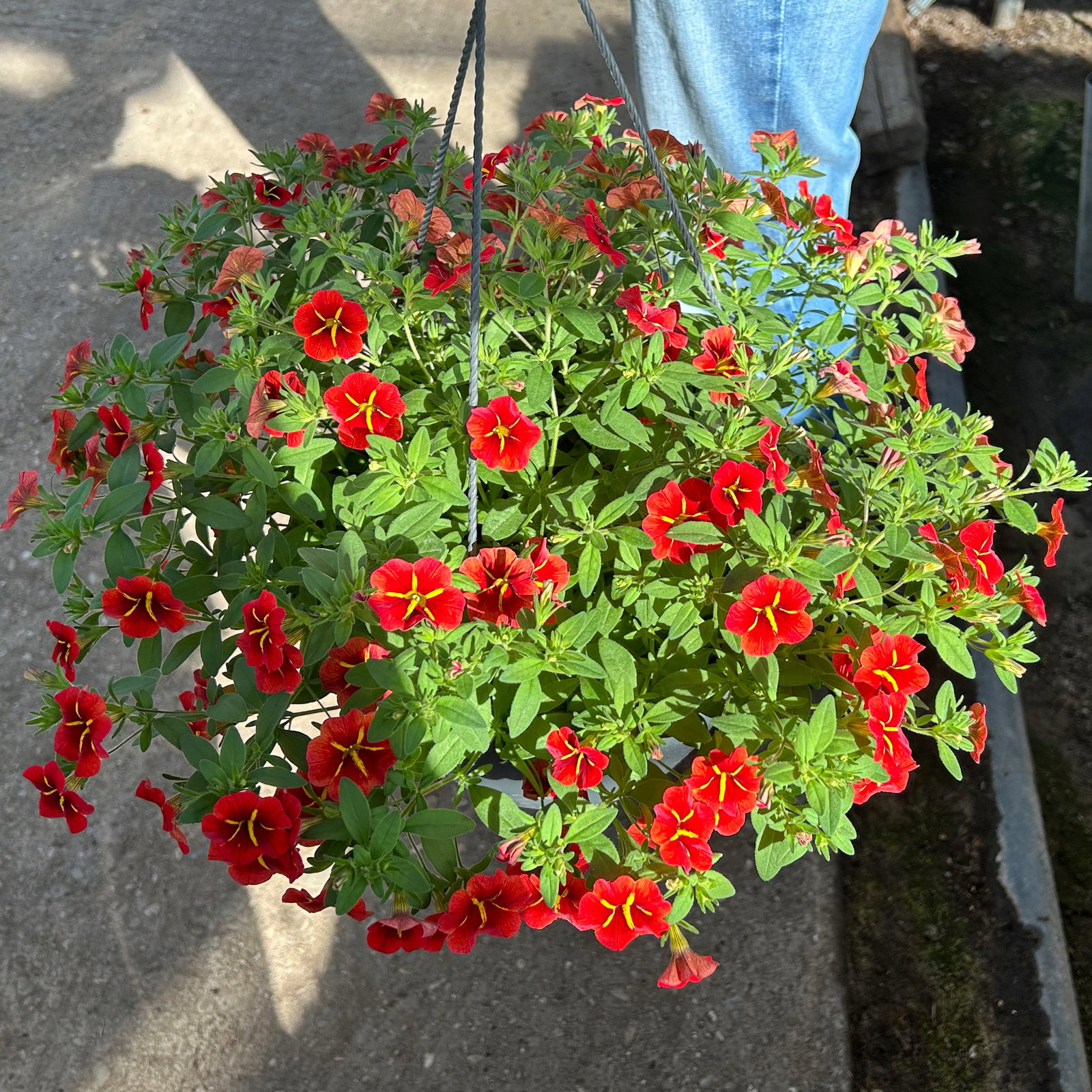 Zauberglöckchen 'Red Kiss' rot, Ampeltopf-Ø 27 cm Zauberglöckchen 'Red Kiss' rot, Ampeltopf-Ø 27 cm