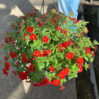 Zauberglöckchen 'Red Kiss' rot, Ampeltopf-Ø 27 cm Zauberglöckchen 'Red Kiss' rot, Ampeltopf-Ø 27 cm