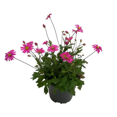 Blaues Gänseblümchen 'Fresco™ Candy', 6er-Set, pink, Topf 12 cm Ø