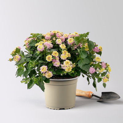 Wandelröschen, lila/gelb, Topf-Ø 17 cm, 2 Pflanzen Wandelröschen, lila/gelb, Topf-Ø 17 cm, 2 Pflanzen