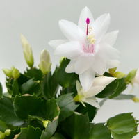 Weihnachtskaktus, weiß, mit Übertopf Dallas anthrazit, Topf-Ø 12 cm, 2 Pflanzen