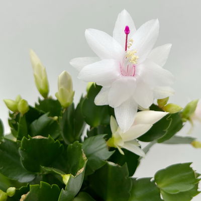 Weihnachtskaktus, weiß, mit Übertopf Dallas anthrazit, Topf-Ø 12 cm, 2 Pflanzen