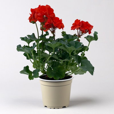 Geranie orangerot, Topf-Ø 13cm, 6 Pflanzen Geranie orangerot, Topf-Ø 13cm, 6 Pflanzen