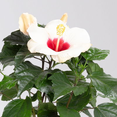 Hibiskus, weiß, Topf-Ø 13 cm, Höhe ca. 35 cm, 2 Pflanzen