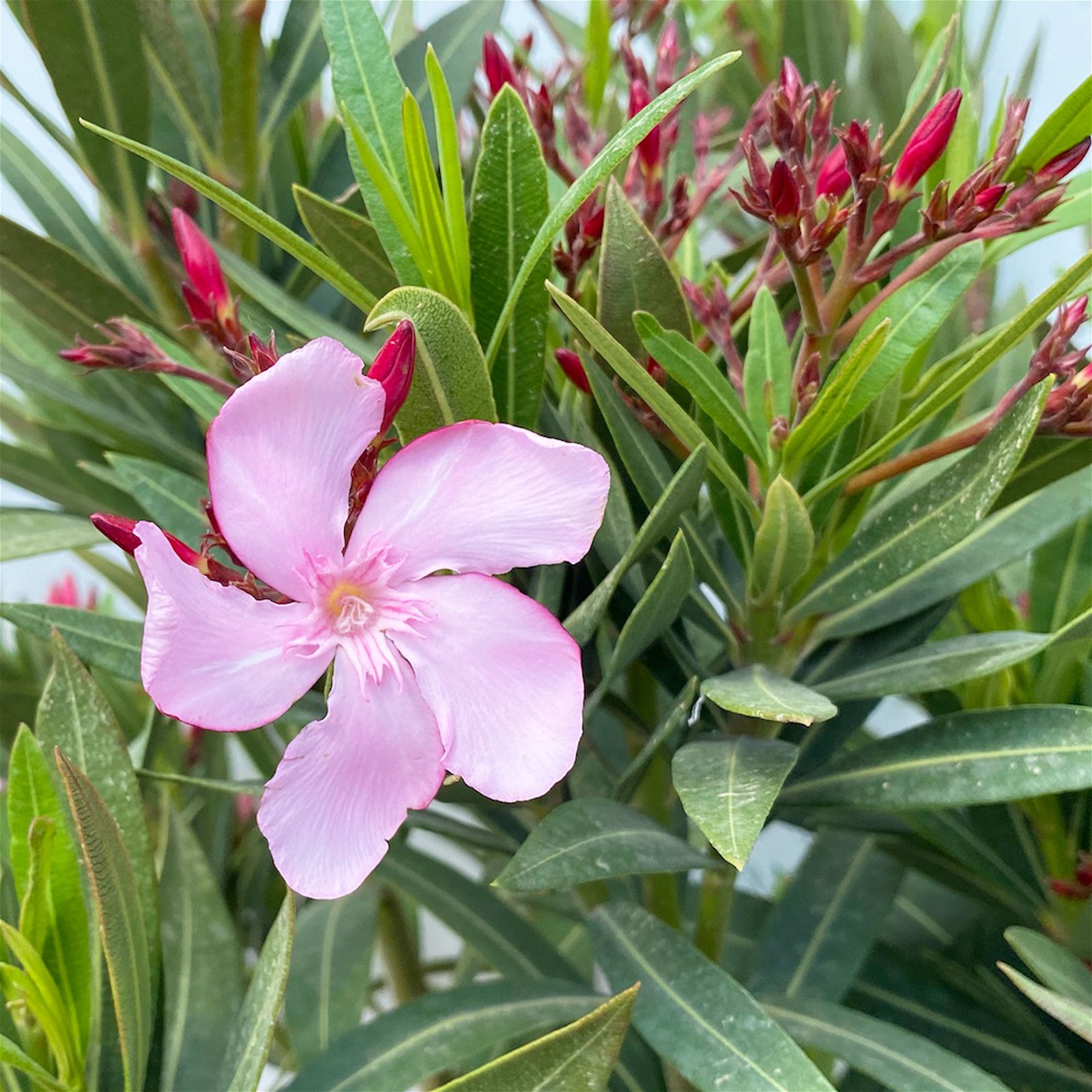 Oleander, Farbe nach Verfügbarkeit, Busch, Topf-Ø 33 cm, Höhe ca. 100 cm