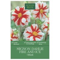 Kölles Beste Mignon-Dahlie 'Fire and Ice' weiß mit roten Streifen, 1 Knolle