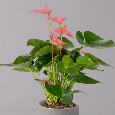 Flamingoblume 'Pink Champion', Topf-Ø 12 cm, Höhe ca. 35 cm, 3er-Set Flamingoblume 'Pink Champion', Topf-Ø 12 cm, Höhe ca. 35 cm, 3er-Set
