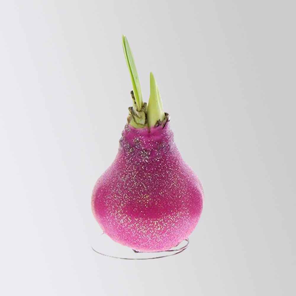 Amaryllis in Wachs, Dekor 'Create Pink', Farbe zufällig, Blüte rot, 2 Pflanzen