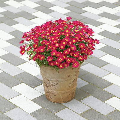 Margerite, rot, Topf-Ø 11 cm, 6 Pflanzen