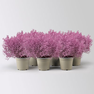 Calocephalus, rosa gefärbt, Topf-Ø 12 cm, 6 Pflanzen Calocephalus, rosa gefärbt, Topf-Ø 12 cm, 6 Pflanzen