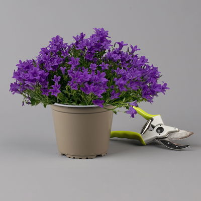 Glockenblume 'Ambella® Purple' lilablau, Topf-Ø 15 cm, 3er-Set Glockenblume 'Ambella® Purple' lilablau, Topf-Ø 15 cm, 3er-Set