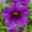 Pflanzenkreation Blütenmeer, groß, 6 Pflanzen inkl. Erde und Dünger