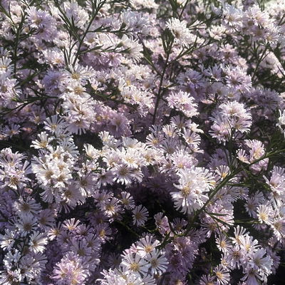 Bio Myrtenaster 'Pink Star', hellrosa, Topf 11x11 cm, 3 Pflanzen