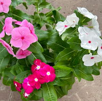 Catharanthus 'Trio', Farbmix zufällig, Topf-Ø 13 cm, 6 Pflanzen