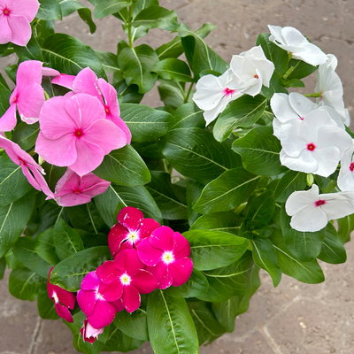 Catharanthus 'Trio', Farbmix zufällig, Topf-Ø 13 cm, 6 Pflanzen Catharanthus 'Trio', Farbmix zufällig, Topf-Ø 13 cm, 6 Pflanzen
