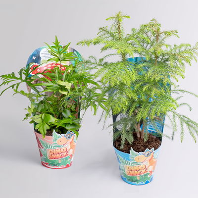 Dino Snack®, Benny & Ares, Topf-Ø 14 cm, 2 Pflanzen Dino Snack®, Benny & Ares, Topf-Ø 14 cm, 2 Pflanzen