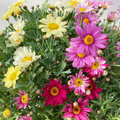 Margerite 'Trio', rosa-gelb-rot, Topf-Ø 19 cm, 2 Pflanzen Margerite 'Trio', rosa-gelb-rot, Topf-Ø 19 cm, 2 Pflanzen