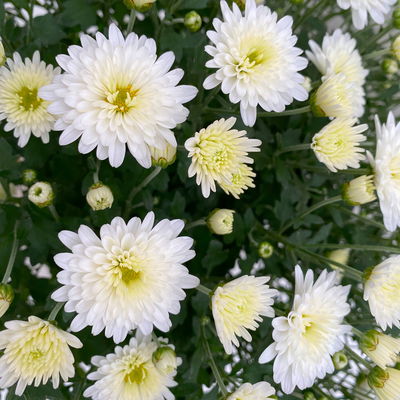 Chrysanthemen, weiß, Topf-Ø 19 cm, 3 Pflanzen Chrysanthemen, weiß, Topf-Ø 19 cm, 3 Pflanzen