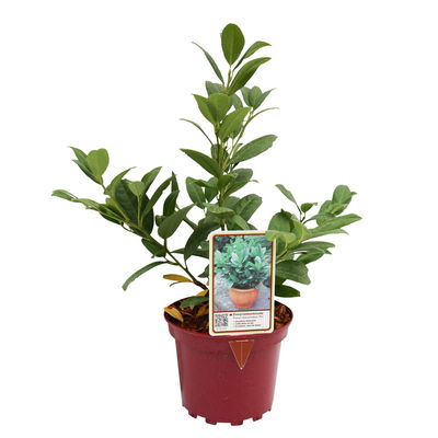 Zwerg-Lorbeerkirsche 'Piri', Topf 2 Liter, 5er-Set