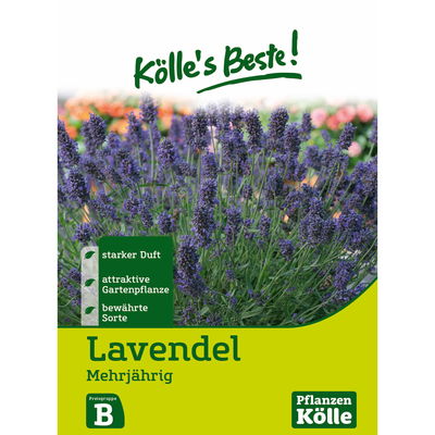 Kölles Beste Lavendel mehrjährig, 6,25 g Kölles Beste Lavendel mehrjährig, 6,25 g