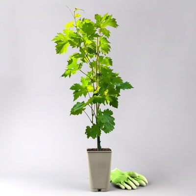 Kernlose Tafeltraube 'Sonja'Ⓢ, Höhe ca. 50 cm, Topf 3 Liter Kernlose Tafeltraube 'Sonja'Ⓢ, Höhe ca. 50 cm, Topf 3 Liter