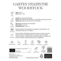Garten-Hyazinthen 'Woodstock', rot, 5 Blumenzwiebeln