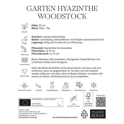 Garten-Hyazinthen 'Woodstock', rot, 5 Blumenzwiebeln Garten-Hyazinthen 'Woodstock', rot, 5 Blumenzwiebeln