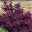 Dunkelroter Perückenstrauch 'Royal Purple', Höhe ca. 20-25 cm, Topf 3 Liter