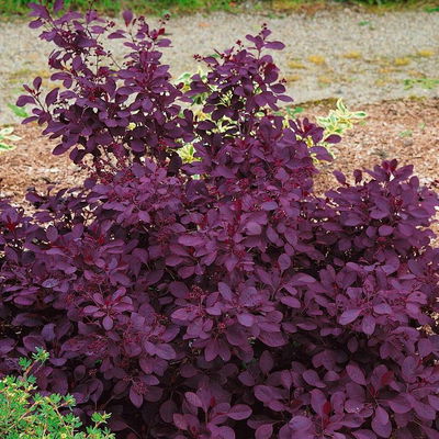 Dunkelroter Perückenstrauch 'Royal Purple', Höhe ca. 20-25 cm, Topf 3 Liter Dunkelroter Perückenstrauch 'Royal Purple', Höhe ca. 20-25 cm, Topf 3 Liter