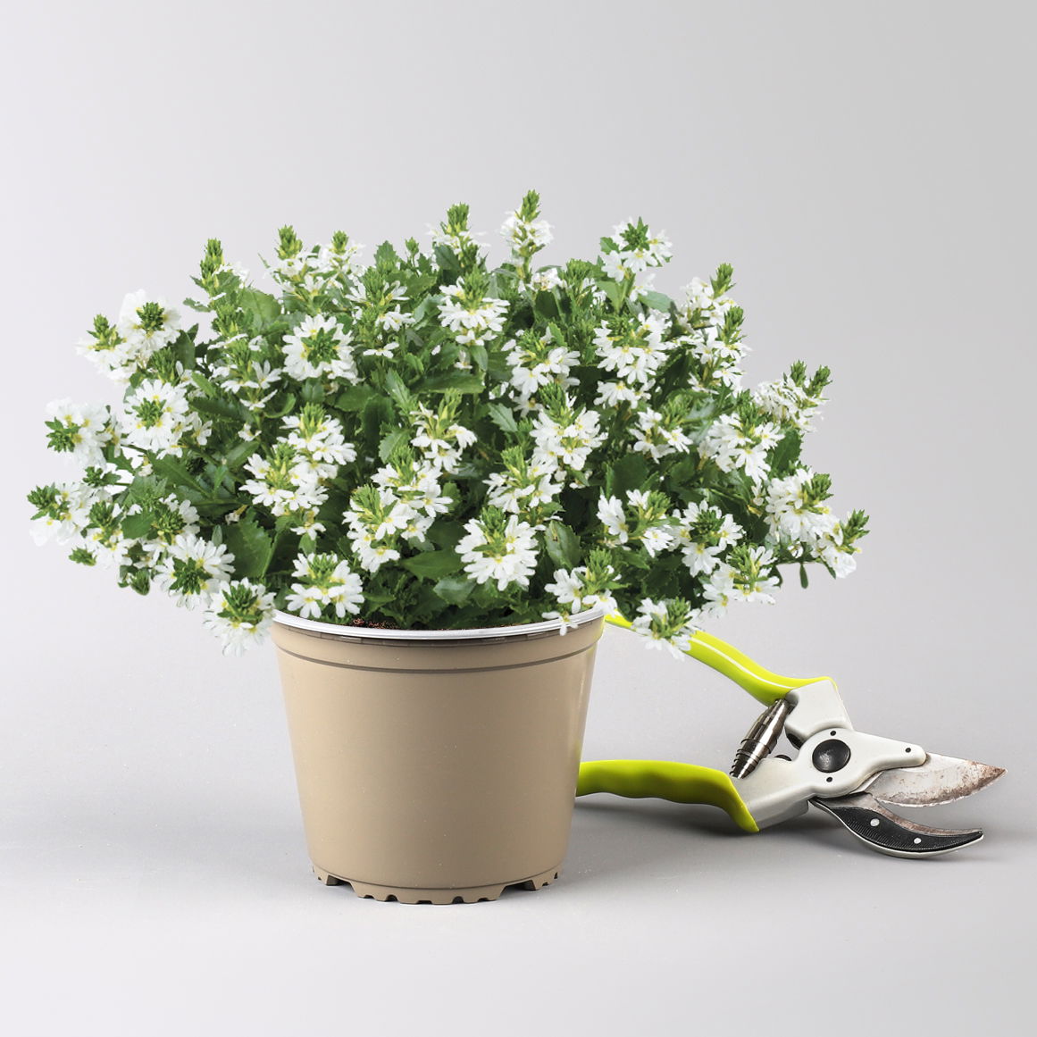 Fächerblume 'White Touch™' weiß, Topf-Ø ca. 13/14 cm, 4er-Set