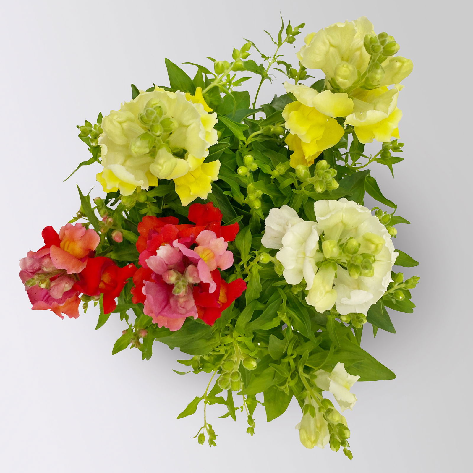 Löwenmäulchen 'Trio', bunt, Topf-Ø 13 cm, 6 Pflanzen