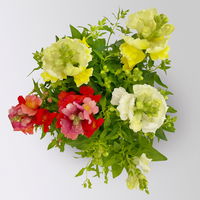 Löwenmäulchen 'Trio', bunt, Topf-Ø 13 cm, 6 Pflanzen