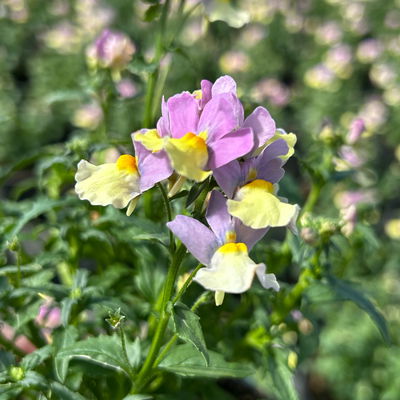 Nemesie, hellgelb-flieder, Topf-Ø 12 cm, 6 Pflanzen Nemesie, hellgelb-flieder, Topf-Ø 12 cm, 6 Pflanzen