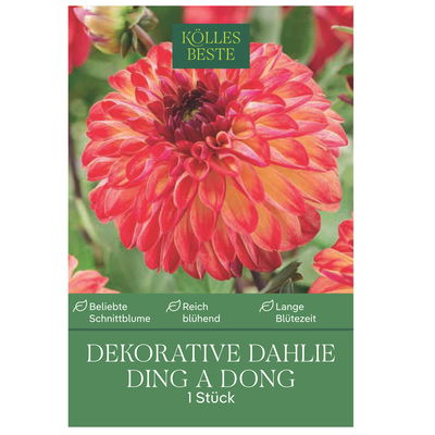 Kölles Beste Blumenknolle, Dekorative Dahlie 'Ding-a-Dong'