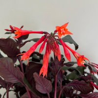 Fuchsie 'Koralle', orangerot, Topf-Ø 17 cm, 2 Pflanzen Fuchsie 'Koralle', orangerot, Topf-Ø 17 cm, 2 Pflanzen