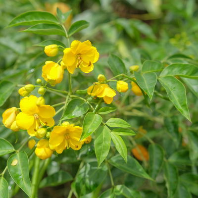 Gewürzrinde, gelb, Topf-Ø 27