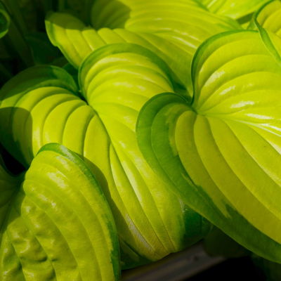 Bio Funkien 'Stained Glass' hellviolett, Topf 11x11 cm, 3 Pflanzen