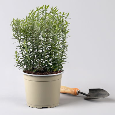 Japanischer Spindelstrauch 'Microphyllus Albovariegatus', Topf-Ø 17 cm, 2er-Set Japanischer Spindelstrauch 'Microphyllus Albovariegatus', Topf-Ø 17 cm, 2er-Set